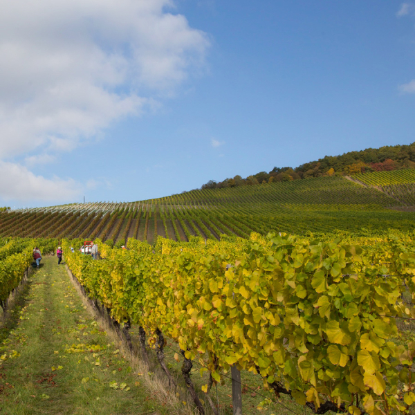 Weinlese per Hand