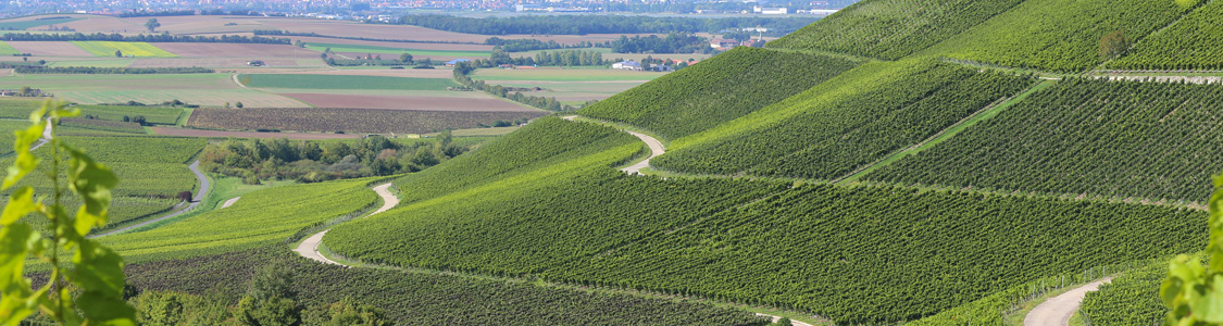 Iphöfer Julius-Echter-Berg mit terroirF Ausblick