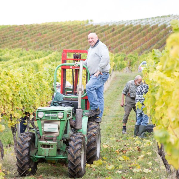 Wir lesen unsere Weinberge noch per Hand